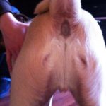 Perro