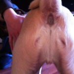 Perro